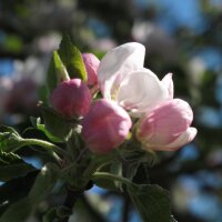 Cultivated Apple Bittenfelder Sämling (Malus domestica) seeds