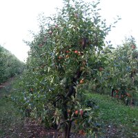 Cultivated Apple Bittenfelder Sämling (Malus domestica) seeds