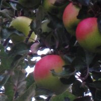 Cultivated Apple Bittenfelder Sämling (Malus domestica) seeds