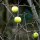 Cultivated Apple Bittenfelder Sämling (Malus domestica) seeds