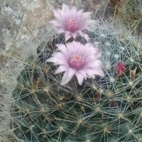 Wichuriki (Mammillaria heyderi) seeds