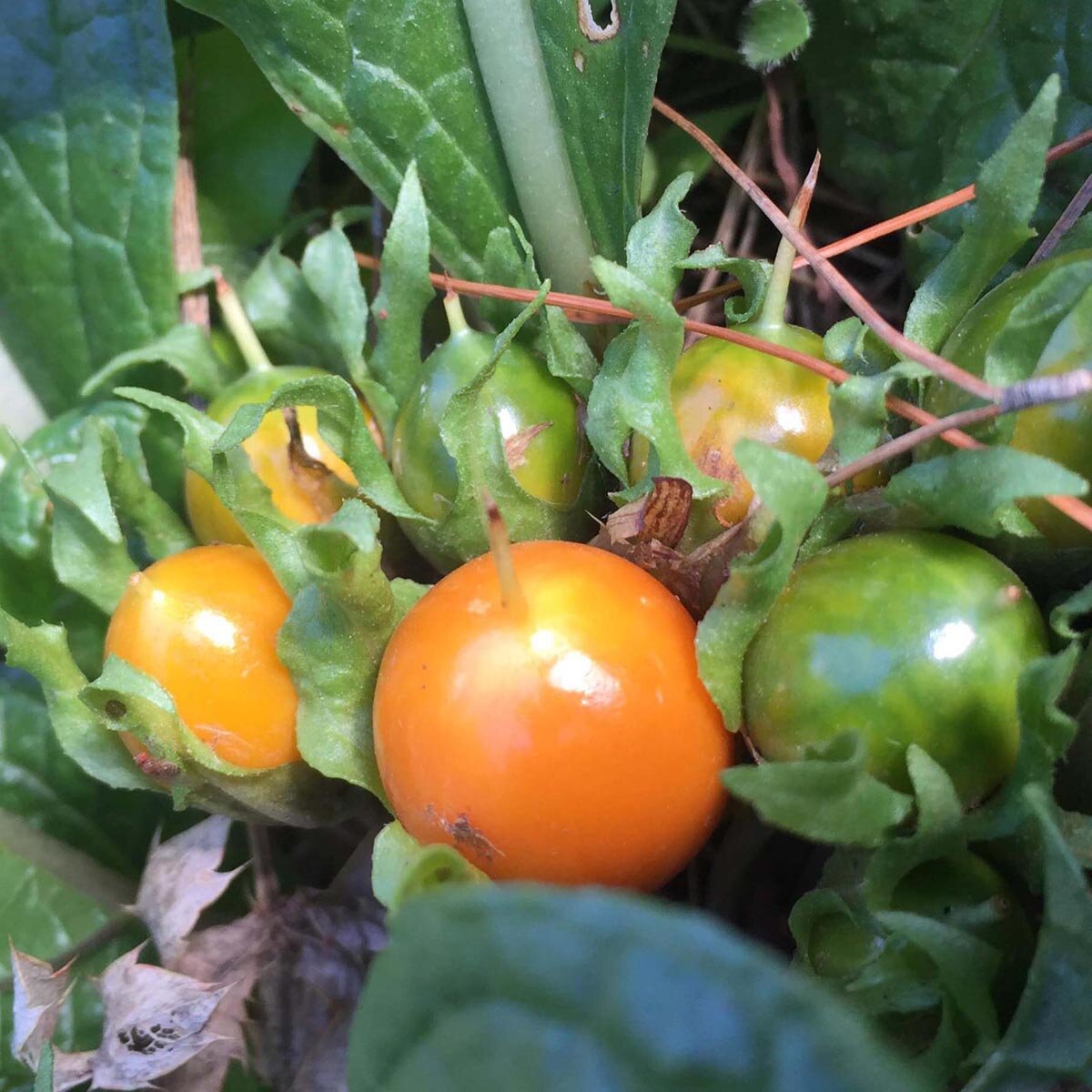 Autumn Mandrake Mandragora Autumnalis Seeds autumn-mandrake-mandragora-autumnalis-seeds