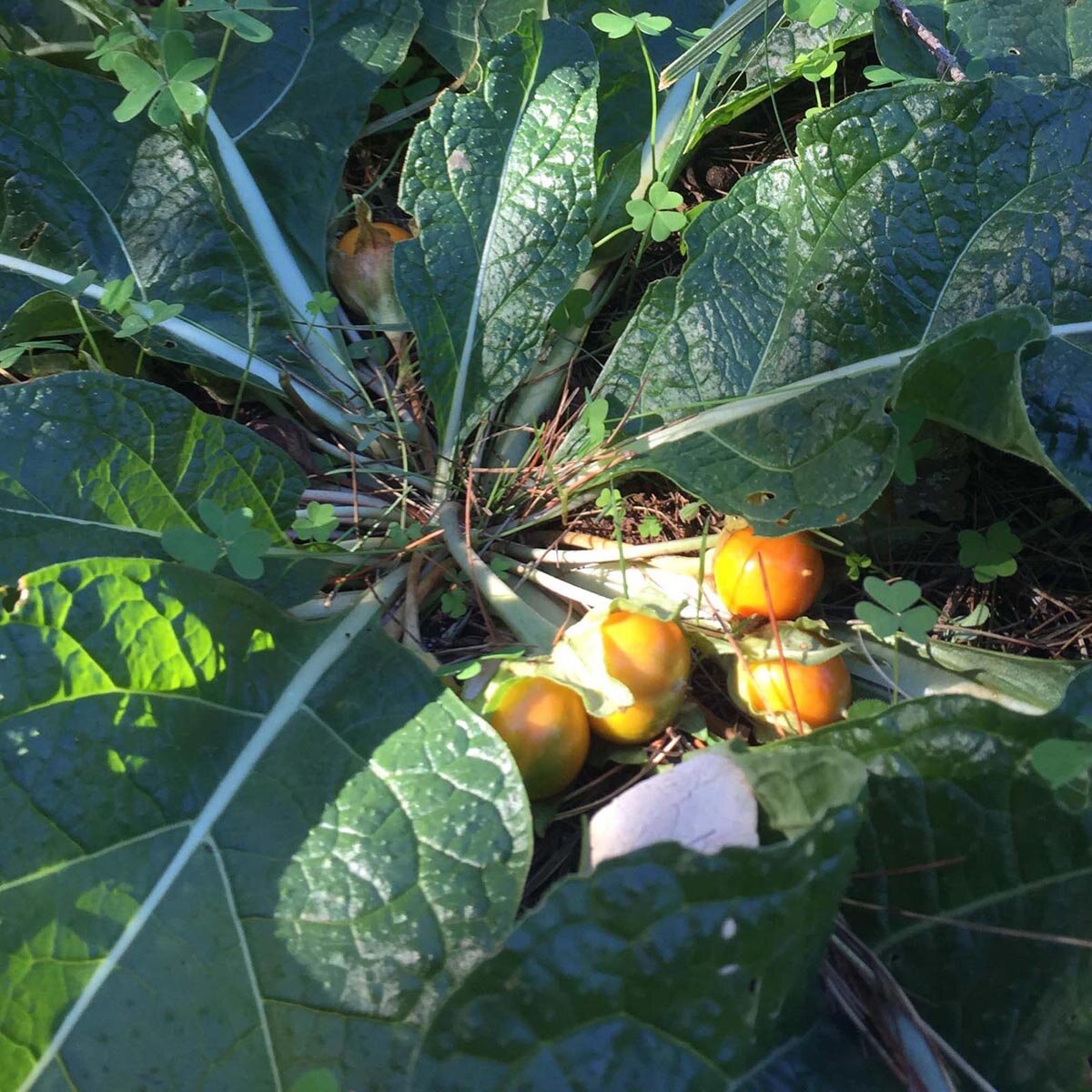 Autumn Mandrake Mandragora Autumnalis Seeds autumn-mandrake-mandragora-autumnalis-seeds