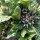 Mandrake (Mandragora officinarum) seeds