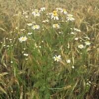 Chamomile (Matricaria chamomilla) seeds