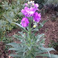 Hoary Stock (Matthiola incana) seeds