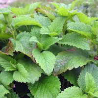 Lemon Balm (Melissa officinalis) seeds