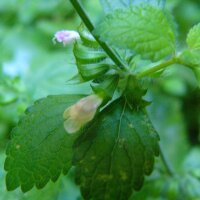 Lemon Balm (Melissa officinalis) seeds