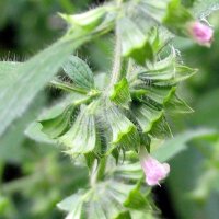 Lemon Balm (Melissa officinalis) seeds