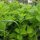 Lemon Balm (Melissa officinalis) seeds