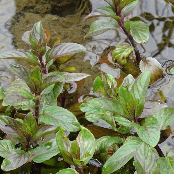 Watermint (Mentha aquatica) seeds