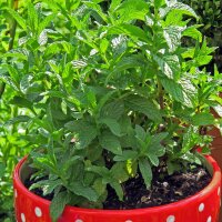 Peppermint (Mentha piperita) seeds