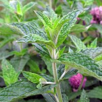 Peppermint (Mentha piperita) seeds