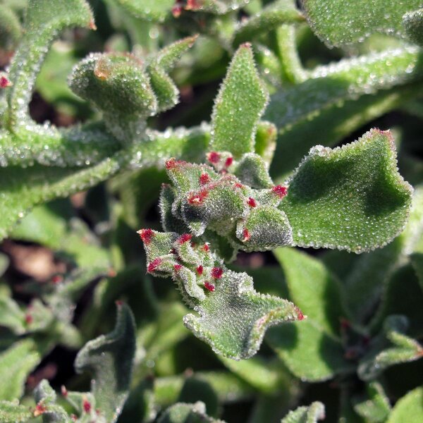 Ice plant (Mesembryanthemum crystallinum) seeds