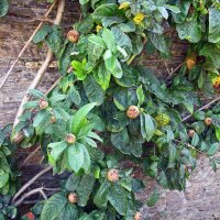 Medlar (Mespilus germanica) seeds