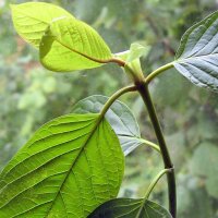 Kratom / Ketum (Mitragyna speciosa) seeds