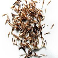 Kratom / Ketum (Mitragyna speciosa) seeds