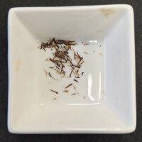 Kratom / Ketum (Mitragyna speciosa) seeds