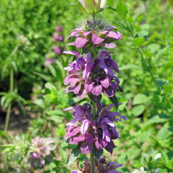 Indian Mint (Monarda citriodora) seeds