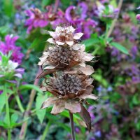 Indian Mint (Monarda citriodora) seeds