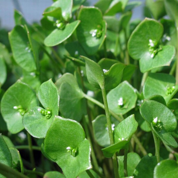 Winter Purslane (Montia perfoliata) seeds