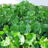 Winter Purslane (Montia perfoliata) seeds