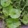 Winter Purslane (Montia perfoliata) seeds