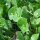 Winter Purslane (Montia perfoliata) seeds