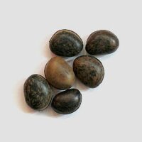 Mucuna (Mucuna pruriens) seeds