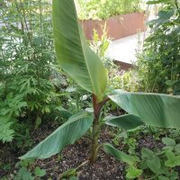 Darjeeling Banana (Musa sikkimensis) seeds