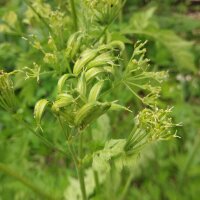 Sweet Cicely (Myrrhis odorata) seeds