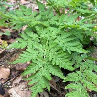 Sweet Cicely (Myrrhis odorata) seeds