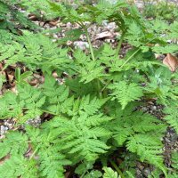 Sweet Cicely (Myrrhis odorata) seeds