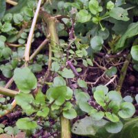 Water Cress (Nasturtium officinale) seeds