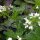 Water Cress (Nasturtium officinale) seeds