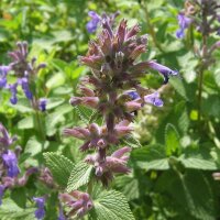 Catmint (Nepata cataria) seeds