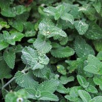 Catmint (Nepata cataria) seeds