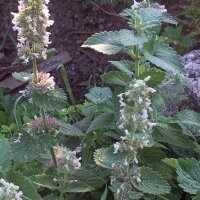 White Catnip (Nepata cataria ssp. citriodora) seeds