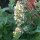 White Catnip (Nepata cataria ssp. citriodora) seeds