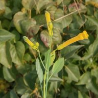 Tree Tobacco (Nicotiana glauca) seeds