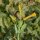 Tree Tobacco (Nicotiana glauca) seeds