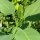 Tree Tobacco (Nicotiana glauca) seeds