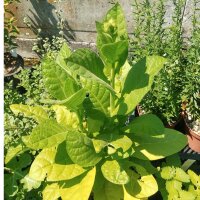 Wild Aztec Tobacco (Nicotiana rustica) seeds