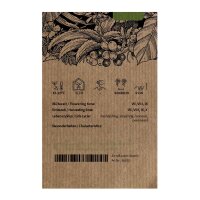 Wild Aztec Tobacco (Nicotiana rustica)