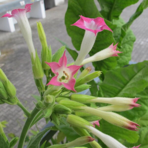 Virginia Tobacco Virginia Gold (Nicotiana tabacum) seeds