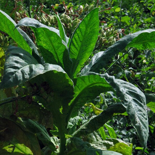 plug tobacco for sale Days Work Plug Chewing Tobacco | Products | Lowes Foods To Go