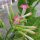 Virginia Tobacco Virginia Gold (Nicotiana tabacum) seeds