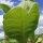 Virginia Tobacco Virginia Gold (Nicotiana tabacum) seeds