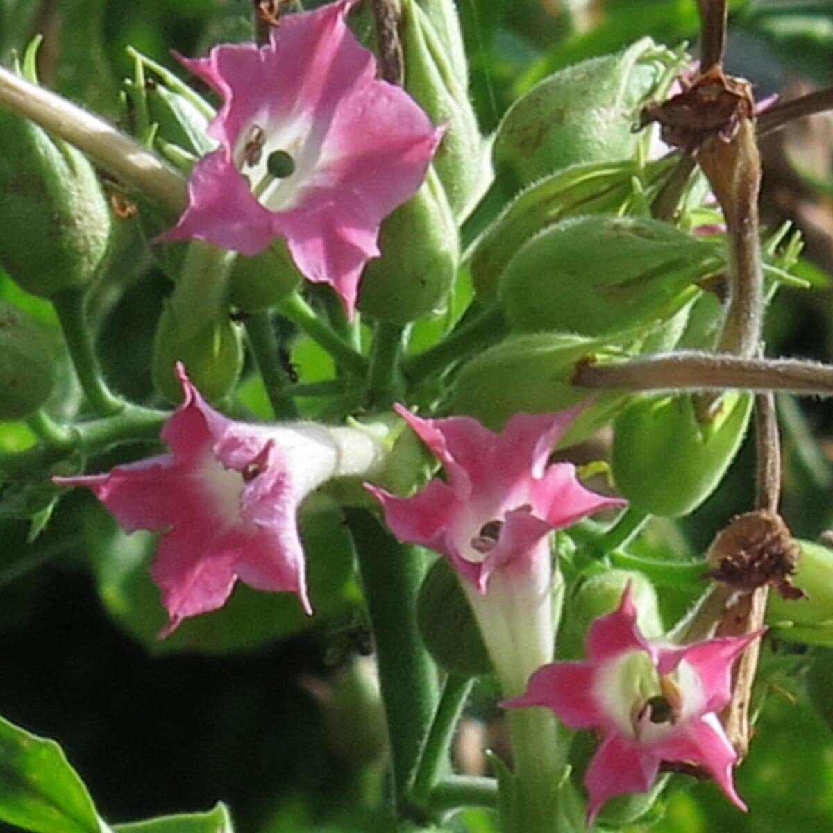 virginia burley and oriental tobacco Burley Tobacco 'Bursanica' (Nicotiana tabacum) seeds