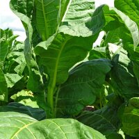 Burley Tobacco Bursanica (Nicotiana tabacum) seeds